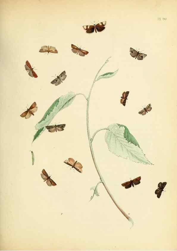Reproducción/Reproduction 9216293597: British moths and their transformations.. London :W. Smith,1843-45.