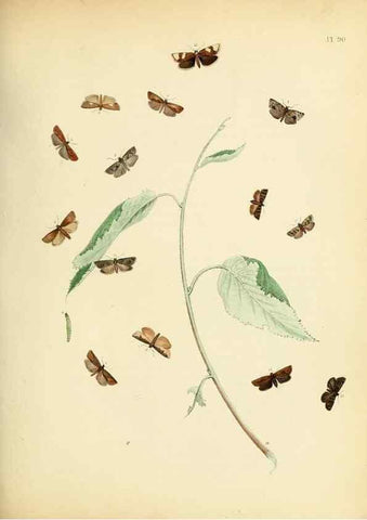 Reproducción/Reproduction 9216293597: British moths and their transformations.. London :W. Smith,1843-45.