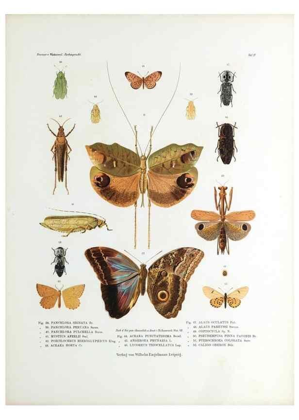 Reproducción/Reproduction 9237131161: Betrachtungen uber die Farbenpracht der Insekten,. Leipzig,Wilhelm Engelmann,1897.