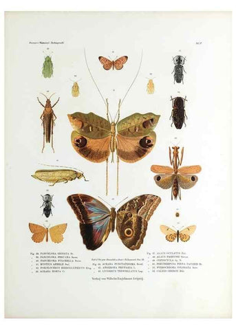 Reproducción/Reproduction 9237131161: Betrachtungen uber die Farbenpracht der Insekten,. Leipzig,Wilhelm Engelmann,1897.