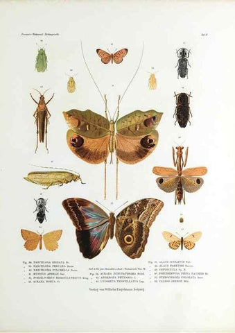 Reproducción/Reproduction 9237131161: Betrachtungen uber die Farbenpracht der Insekten,. Leipzig,Wilhelm Engelmann,1897.