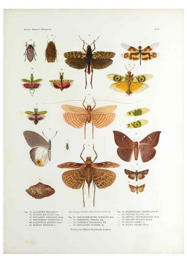 Reproducción/Reproduction 9239913150: Betrachtungen uber die Farbenpracht der Insekten,. Leipzig,Wilhelm Engelmann,1897.