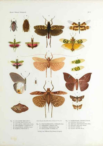 Reproducción/Reproduction 9239913150: Betrachtungen uber die Farbenpracht der Insekten,. Leipzig,Wilhelm Engelmann,1897.