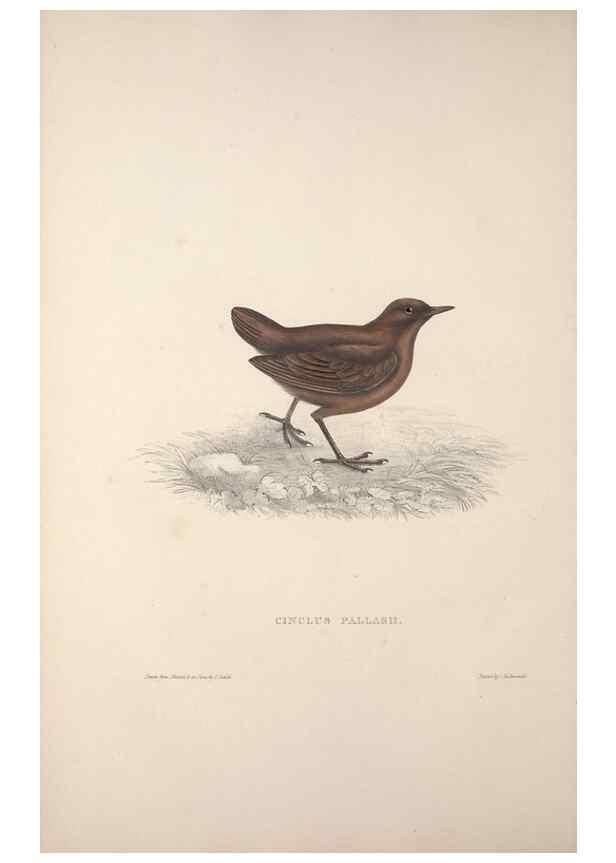 Reproducción/Reproduction 9240011696: A century of birds from the Himalaya Mountains.. London,1831.