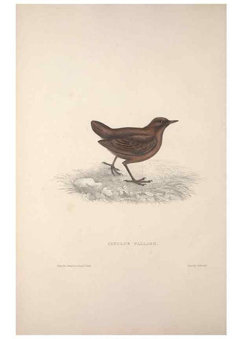 Reproducción/Reproduction 9240011696: A century of birds from the Himalaya Mountains.. London,1831.