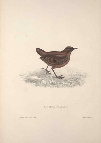 Reproducción/Reproduction 9240011696: A century of birds from the Himalaya Mountains.. London,1831.