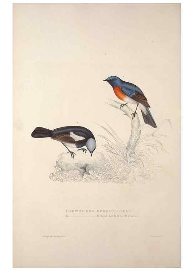 Reproducción/Reproduction 9240012700: A century of birds from the Himalaya Mountains.. London,1831.