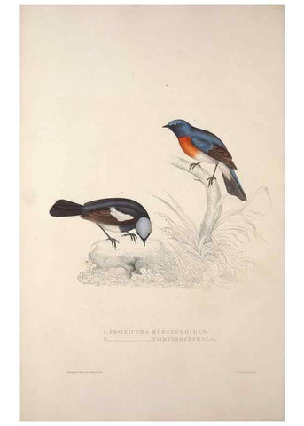 Reproducción/Reproduction 9240012700: A century of birds from the Himalaya Mountains.. London,1831.