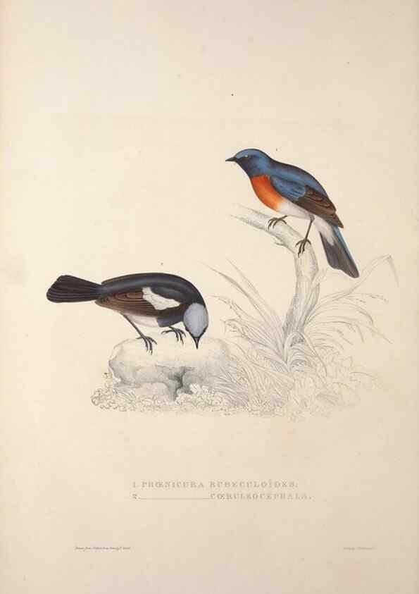 Reproducción/Reproduction 9240012700: A century of birds from the Himalaya Mountains.. London,1831.
