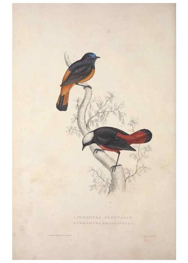 Reproducción/Reproduction 9237234669: A century of birds from the Himalaya Mountains.. London,1831.