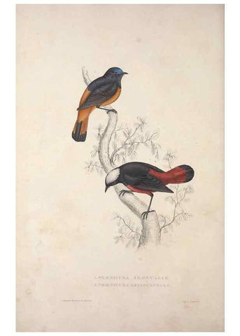 Reproducción/Reproduction 9237234669: A century of birds from the Himalaya Mountains.. London,1831.