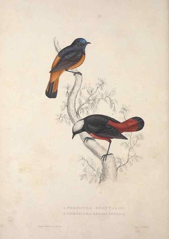 Reproducción/Reproduction 9237234669: A century of birds from the Himalaya Mountains.. London,1831.