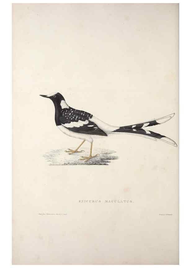 Reproducción/Reproduction 9240014956: A century of birds from the Himalaya Mountains.. London,1831.