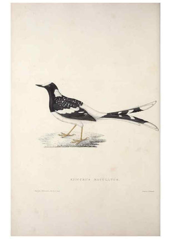 Reproducción/Reproduction 9240014956: A century of birds from the Himalaya Mountains.. London,1831.