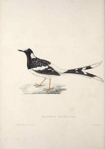 Reproducción/Reproduction 9240014956: A century of birds from the Himalaya Mountains.. London,1831.