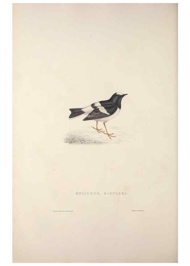 Reproducción/Reproduction 9240015910: A century of birds from the Himalaya Mountains.. London,1831.