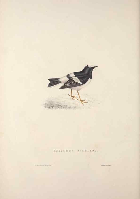 Reproducción/Reproduction 9240015910: A century of birds from the Himalaya Mountains.. London,1831.