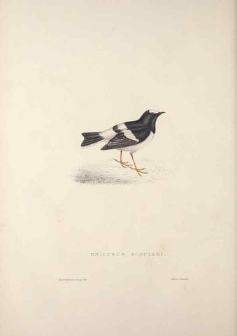 Reproducción/Reproduction 9240015910: A century of birds from the Himalaya Mountains.. London,1831.