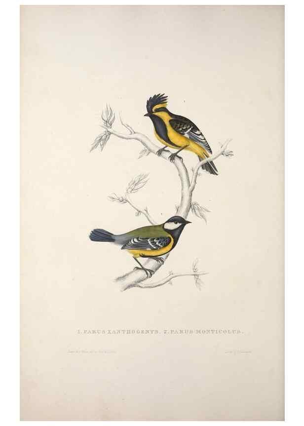 Reproducción/Reproduction 9237237571: A century of birds from the Himalaya Mountains.. London,1831.