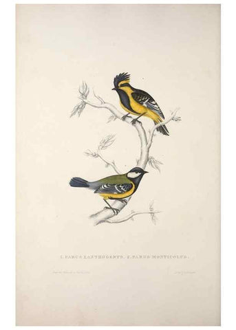 Reproducción/Reproduction 9237237571: A century of birds from the Himalaya Mountains.. London,1831.