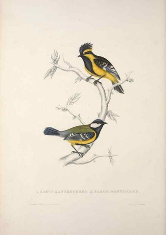 Reproducción/Reproduction 9237237571: A century of birds from the Himalaya Mountains.. London,1831.