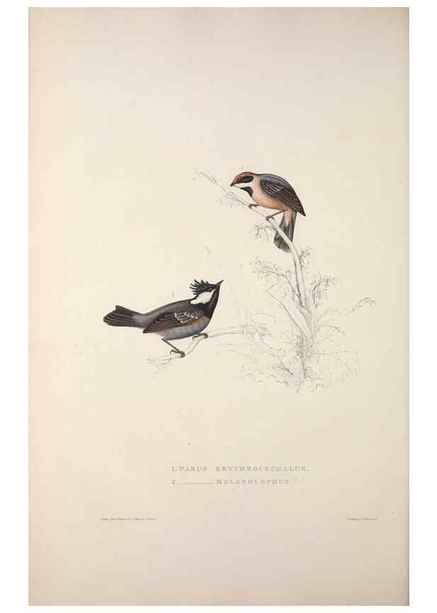 Reproducción/Reproduction 9237238737: A century of birds from the Himalaya Mountains.. London,1831.