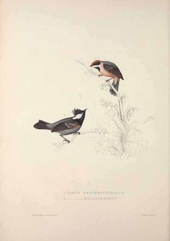 Reproducción/Reproduction 9237238737: A century of birds from the Himalaya Mountains.. London,1831.