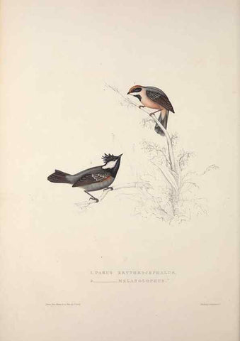 Reproducción/Reproduction 9237238737: A century of birds from the Himalaya Mountains.. London,1831.