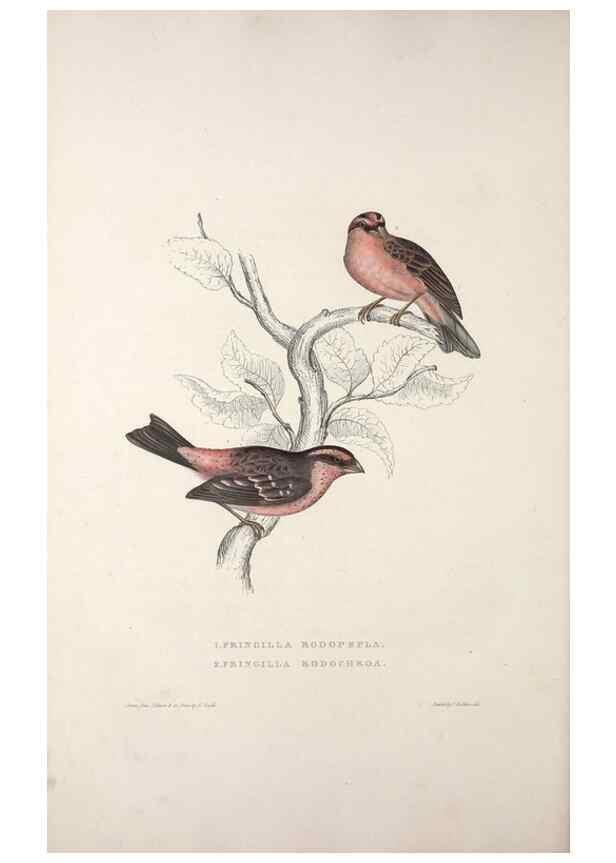 Reproducción/Reproduction 9237239781: A century of birds from the Himalaya Mountains.. London,1831.