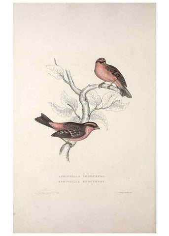 Reproducción/Reproduction 9237239781: A century of birds from the Himalaya Mountains.. London,1831.
