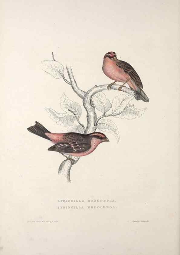 Reproducción/Reproduction 9237239781: A century of birds from the Himalaya Mountains.. London,1831.