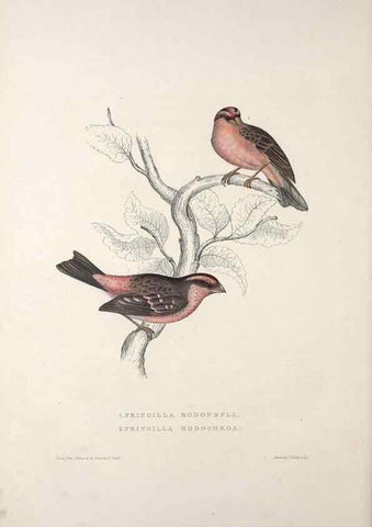 Reproducción/Reproduction 9237239781: A century of birds from the Himalaya Mountains.. London,1831.
