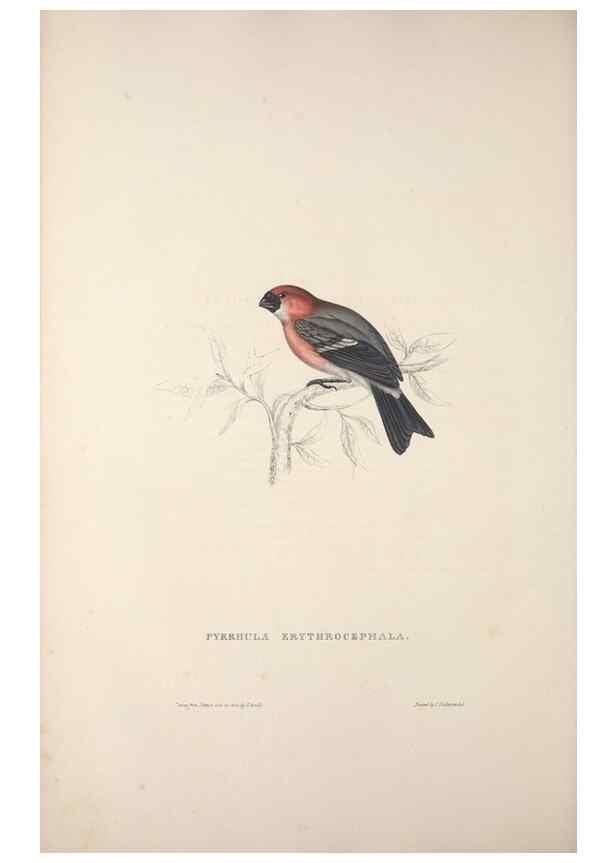 Reproducción/Reproduction 9240019946: A century of birds from the Himalaya Mountains.. London,1831.