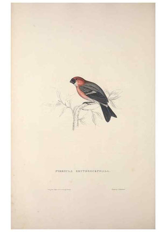 Reproducción/Reproduction 9240019946: A century of birds from the Himalaya Mountains.. London,1831.