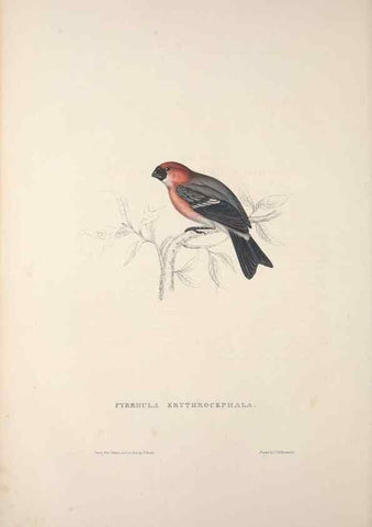 Reproducción/Reproduction 9240019946: A century of birds from the Himalaya Mountains.. London,1831.
