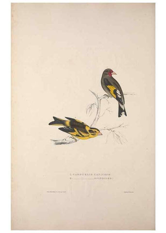 Reproducción/Reproduction 9237241881: A century of birds from the Himalaya Mountains.. London,1831.