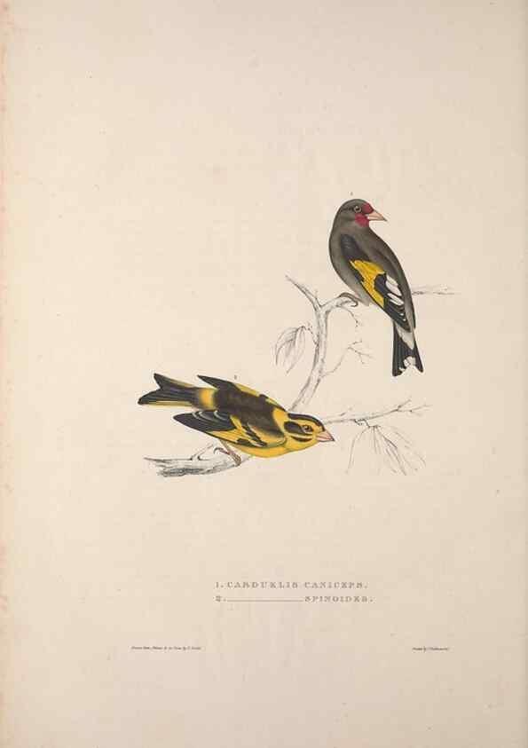 Reproducción/Reproduction 9237241881: A century of birds from the Himalaya Mountains.. London,1831.