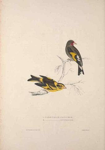 Reproducción/Reproduction 9237241881: A century of birds from the Himalaya Mountains.. London,1831.
