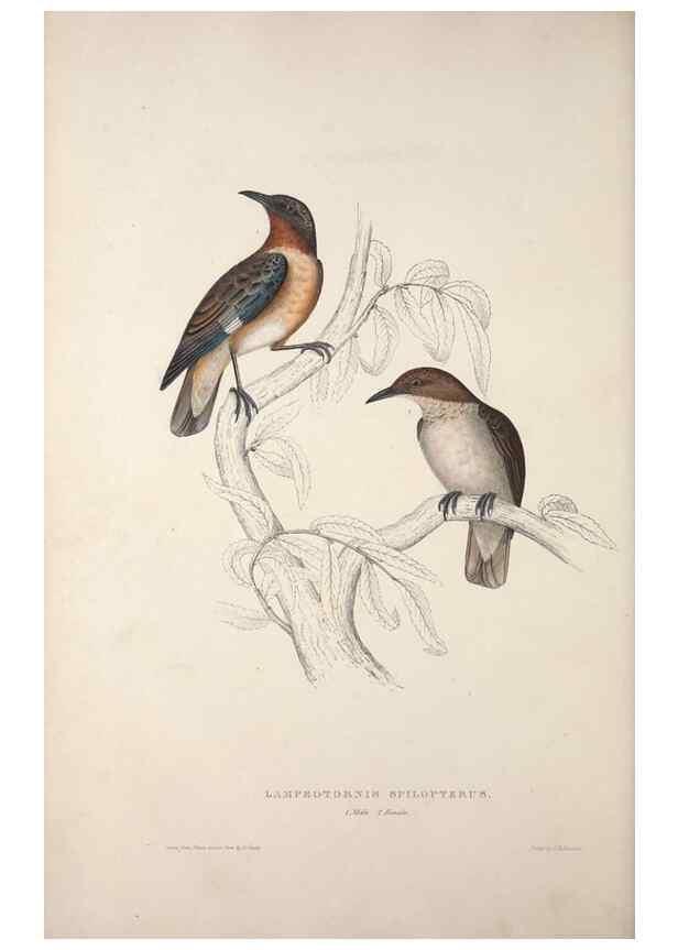 Reproducción/Reproduction 9237242873: A century of birds from the Himalaya Mountains.. London,1831.