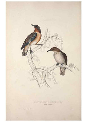 Reproducción/Reproduction 9237242873: A century of birds from the Himalaya Mountains.. London,1831.