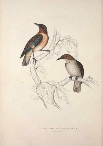 Reproducción/Reproduction 9237242873: A century of birds from the Himalaya Mountains.. London,1831.