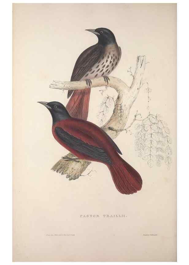 Reproducción/Reproduction 9237244215: A century of birds from the Himalaya Mountains.. London,1831.