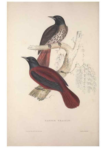 Reproducción/Reproduction 9237244215: A century of birds from the Himalaya Mountains.. London,1831.