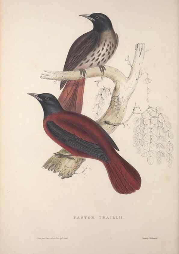 Reproducción/Reproduction 9237244215: A century of birds from the Himalaya Mountains.. London,1831.