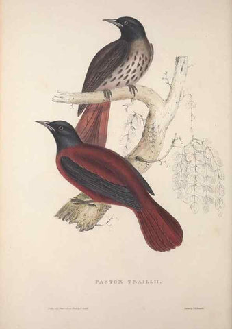 Reproducción/Reproduction 9237244215: A century of birds from the Himalaya Mountains.. London,1831.