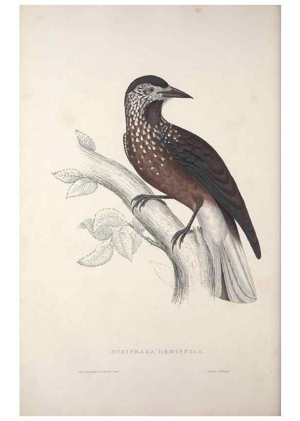 Reproducción/Reproduction 9237245547: A century of birds from the Himalaya Mountains.. London,1831.