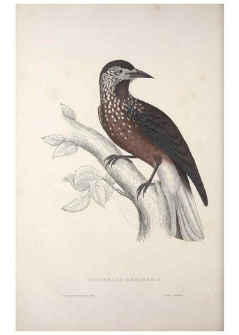 Reproducción/Reproduction 9237245547: A century of birds from the Himalaya Mountains.. London,1831.