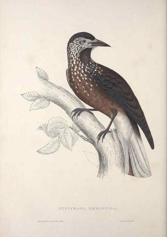 Reproducción/Reproduction 9237245547: A century of birds from the Himalaya Mountains.. London,1831.