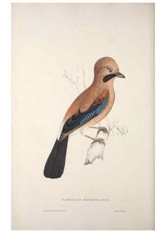Reproducción/Reproduction 9240026746: A century of birds from the Himalaya Mountains.. London,1831.
