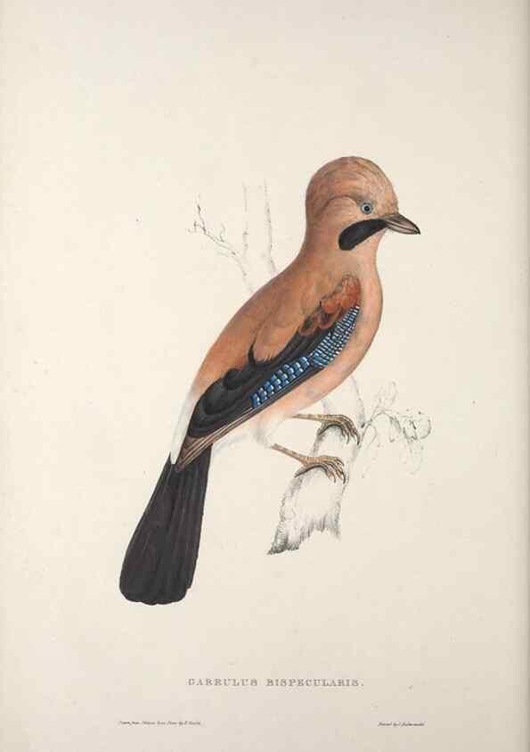 Reproducción/Reproduction 9240026746: A century of birds from the Himalaya Mountains.. London,1831.